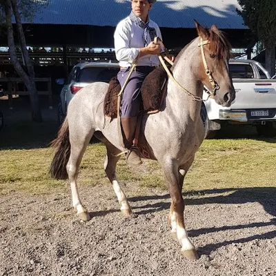 ARNALDO