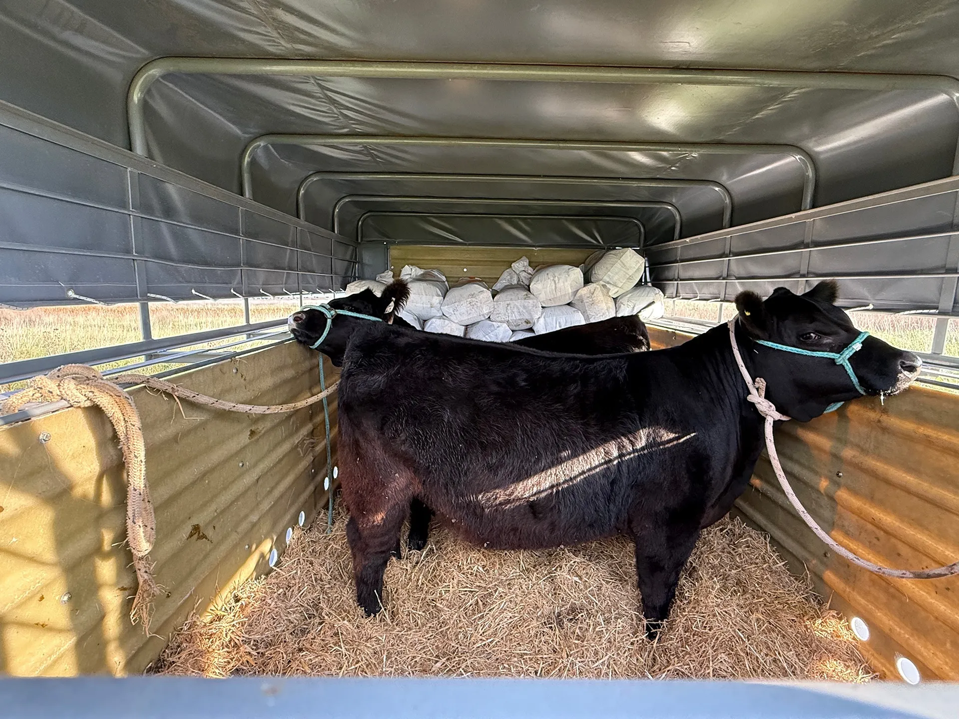 Francisco - Imagen 2