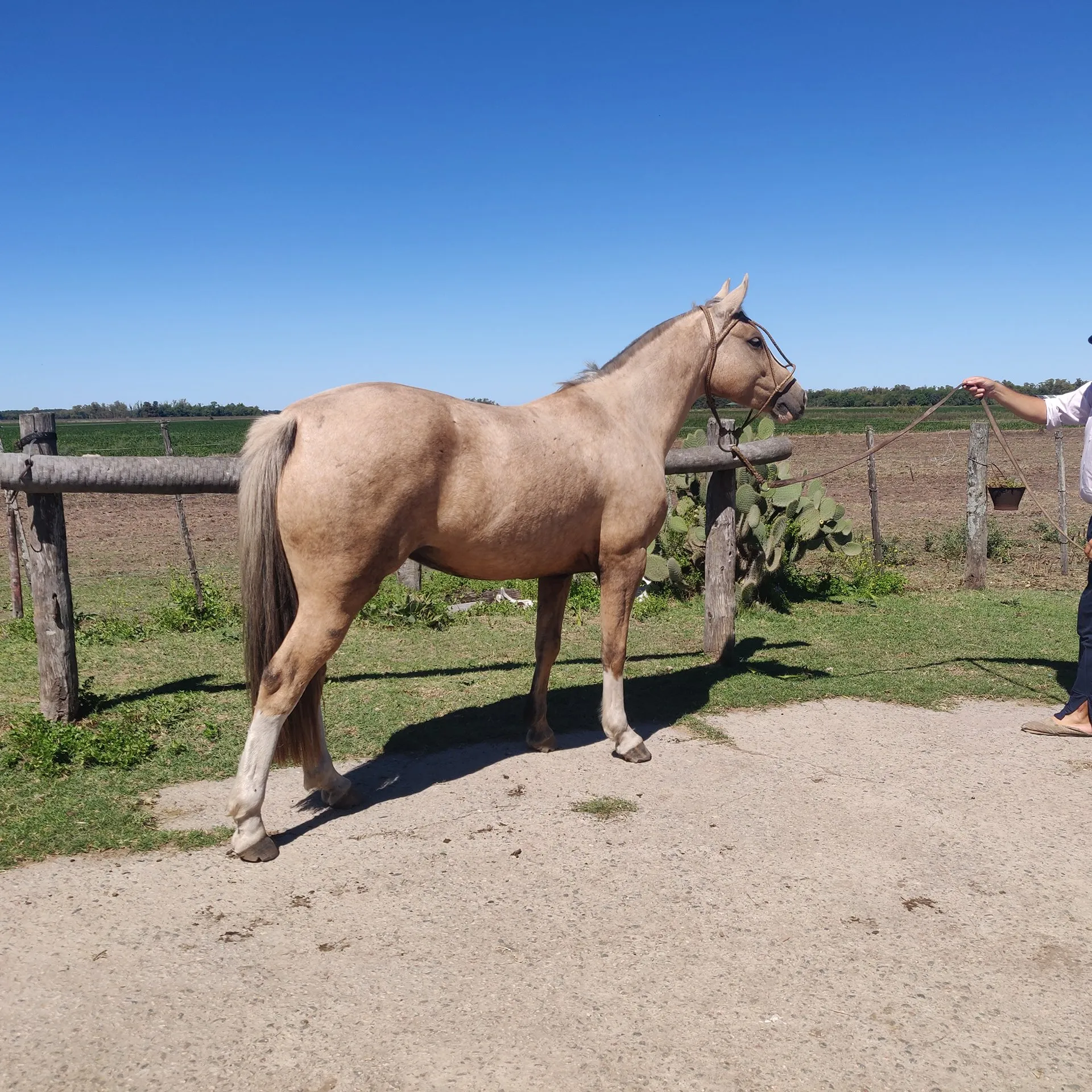 Melideo golondrina - Imagen 2