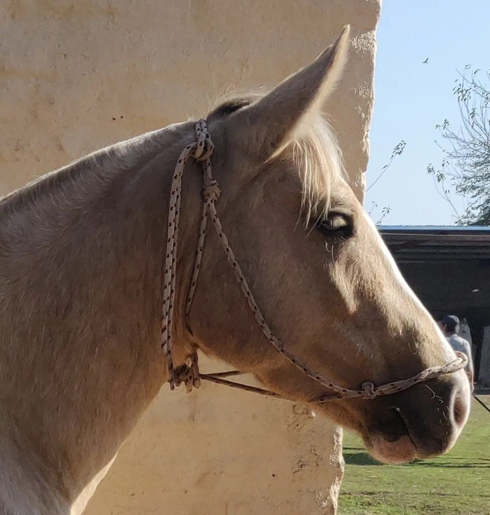 Melideo golondrina - Imagen 4