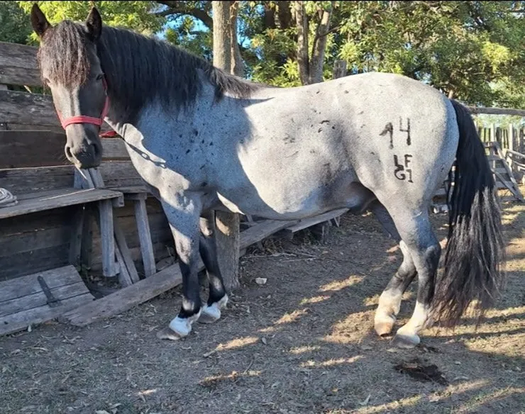 Anulen tradicion gaucha