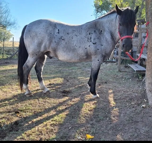 Anulen tradicion gaucha - Imagen 2
