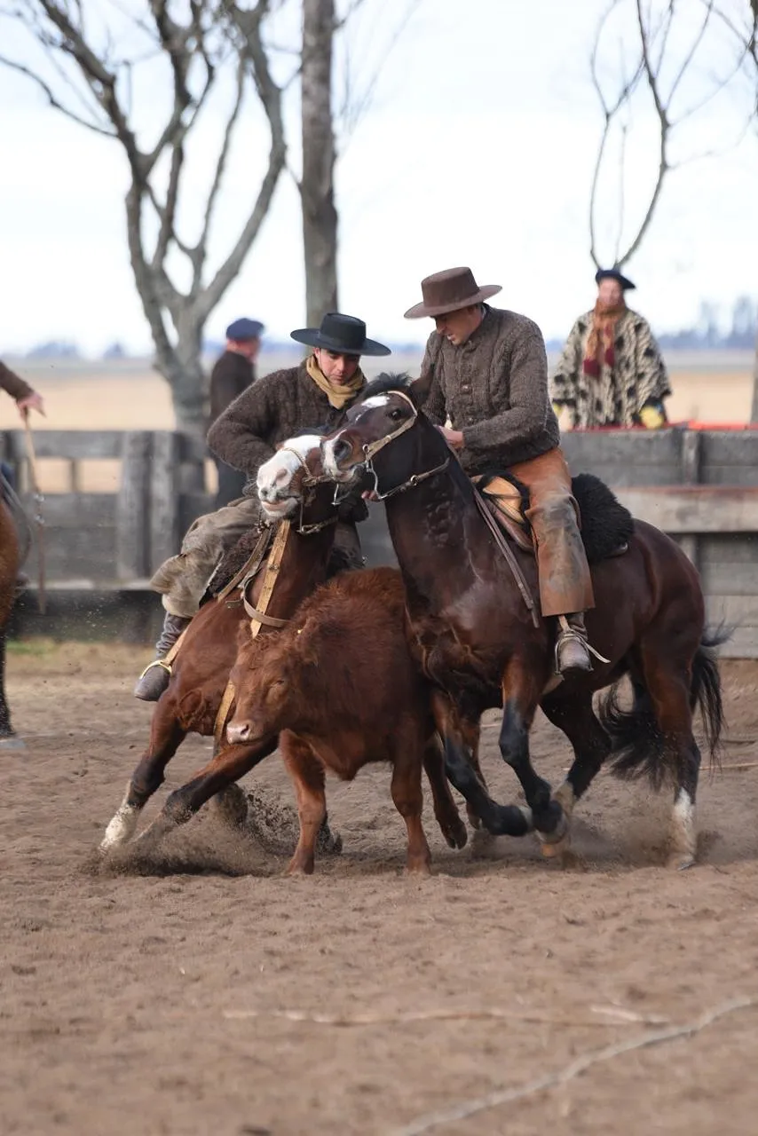 Guachigo Patriota - Imagen 5