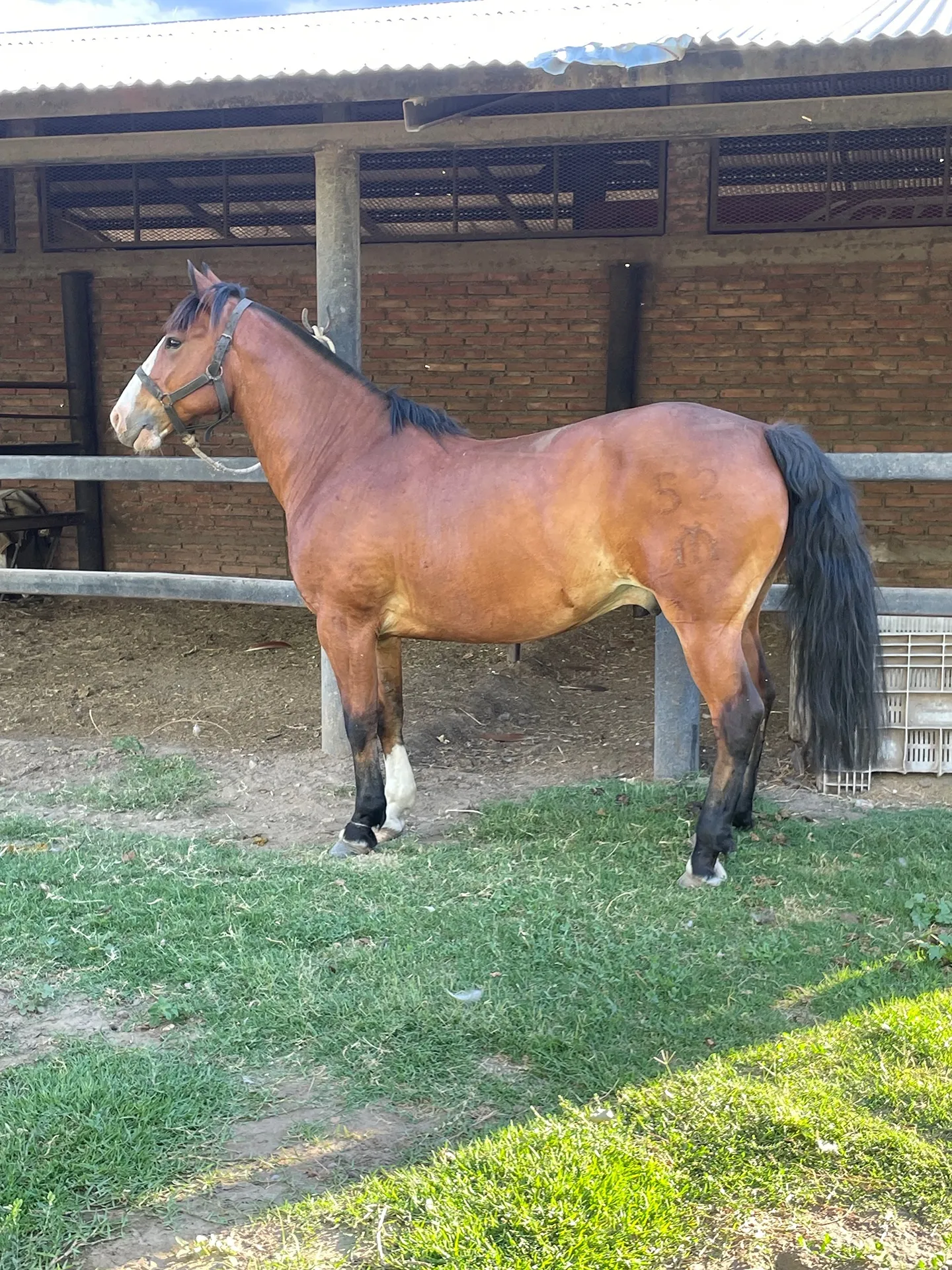 Guachigo Patriota - Imagen 2