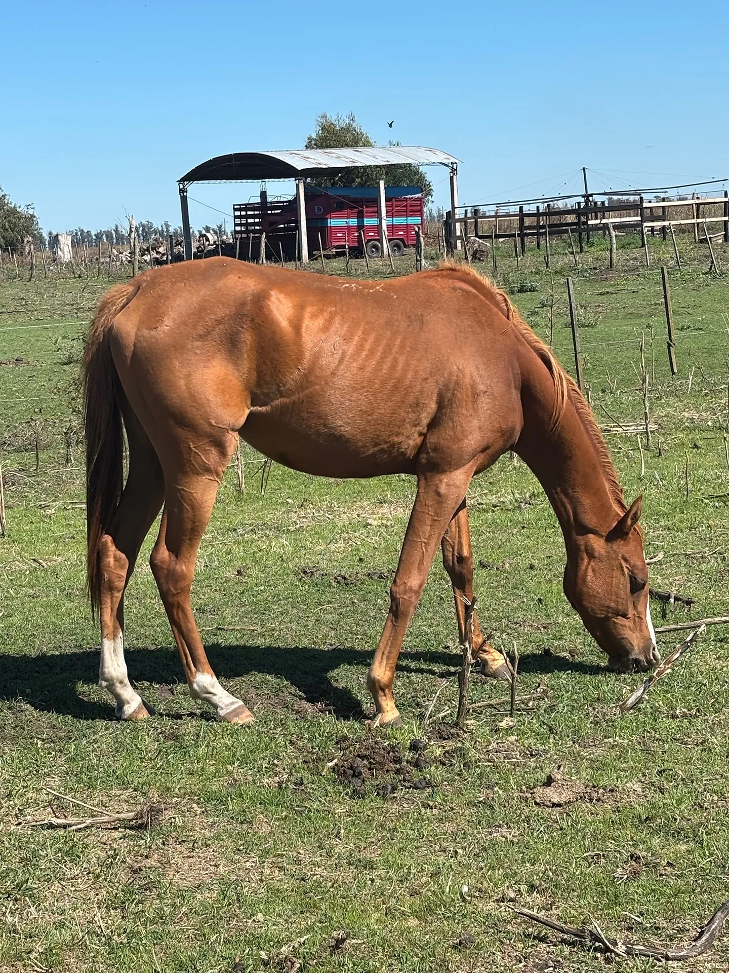 LD Amapola - Imagen 2