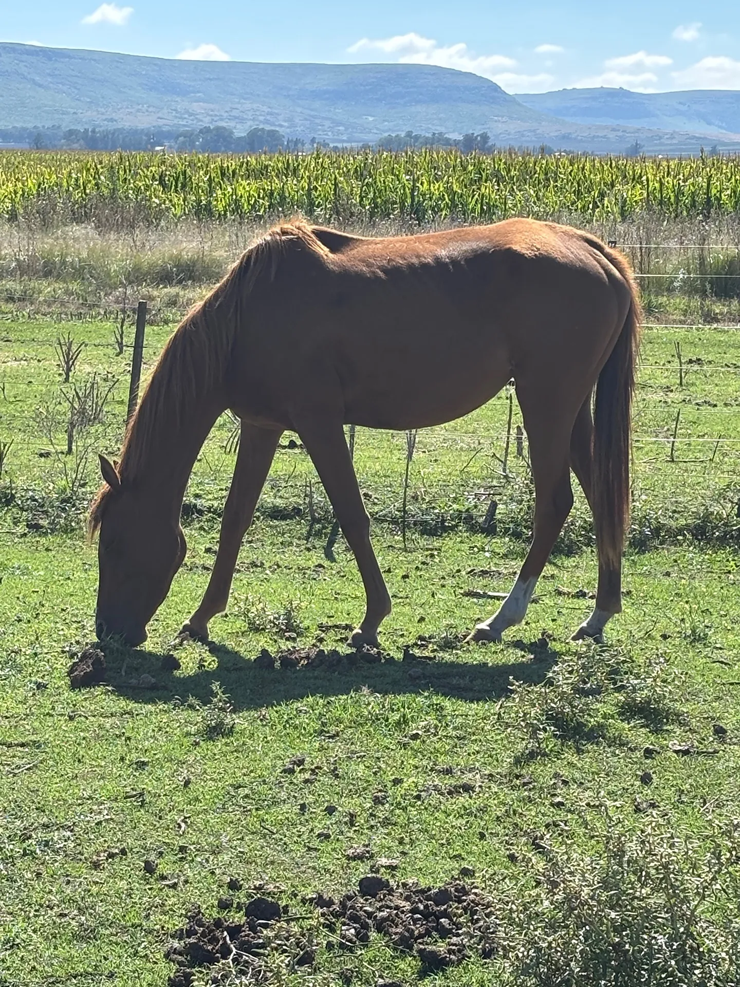 LD Amapola - Imagen 3