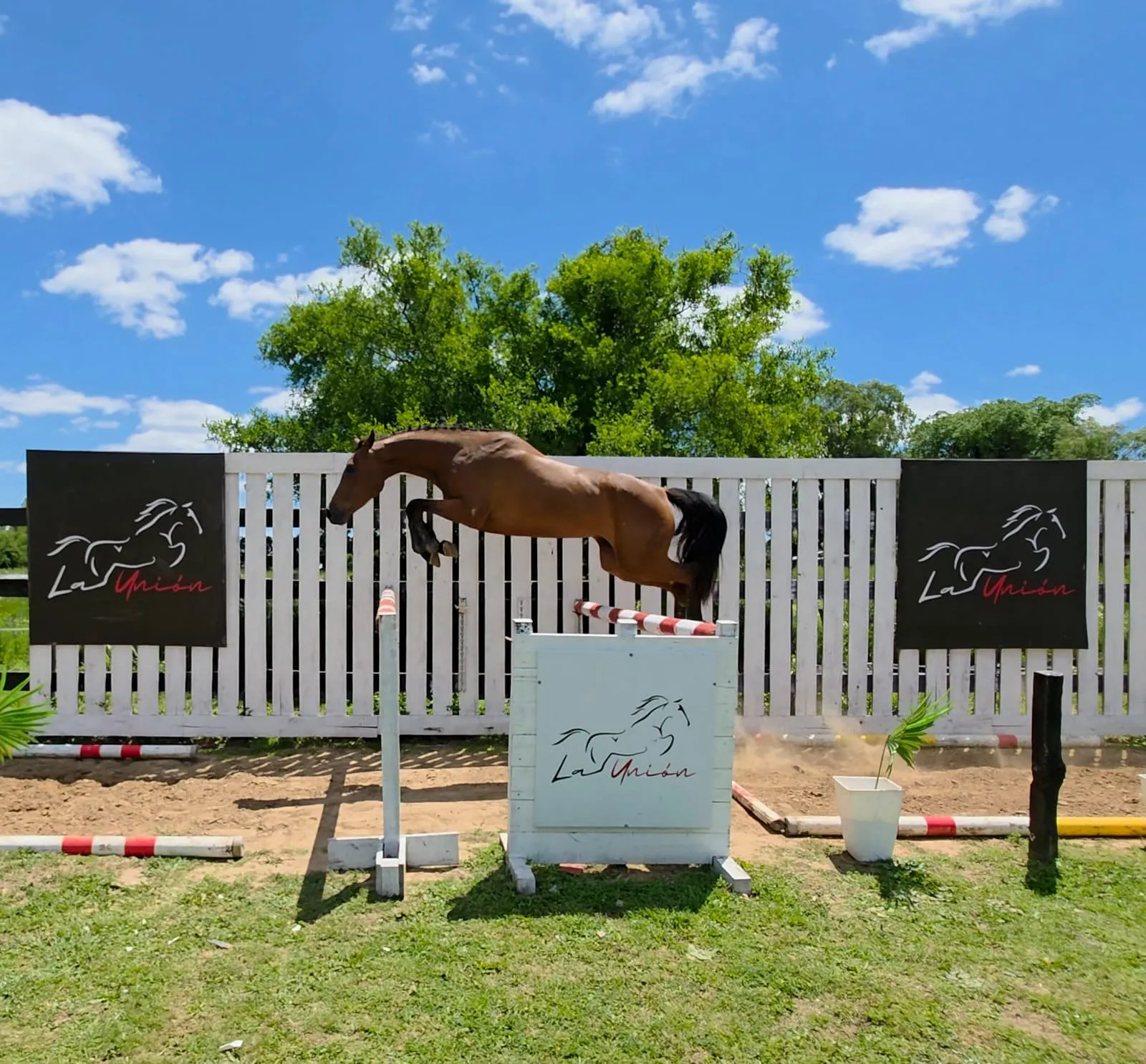 Col chinair - Imagen 2