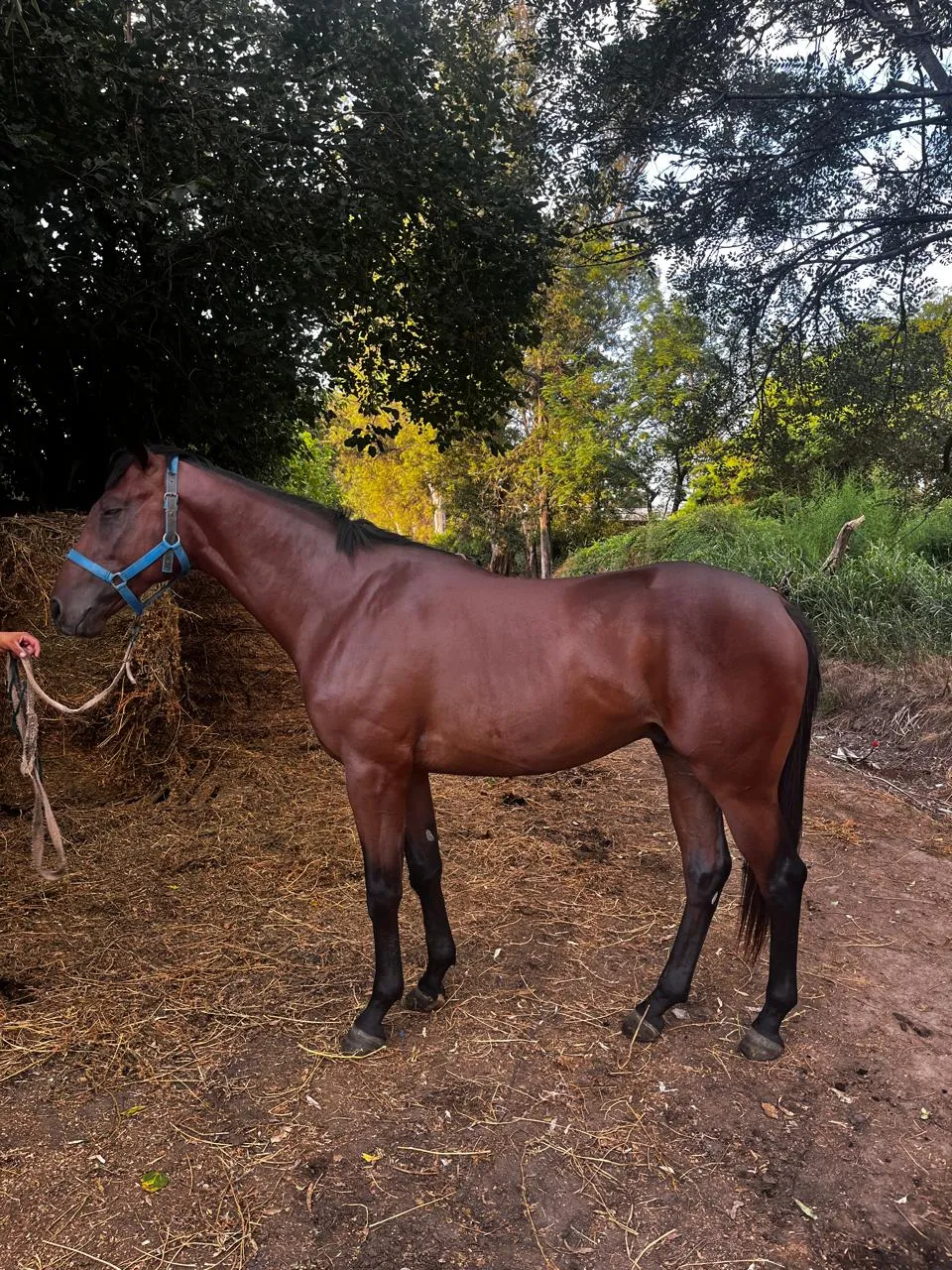 Don Pierino - Imagen 2