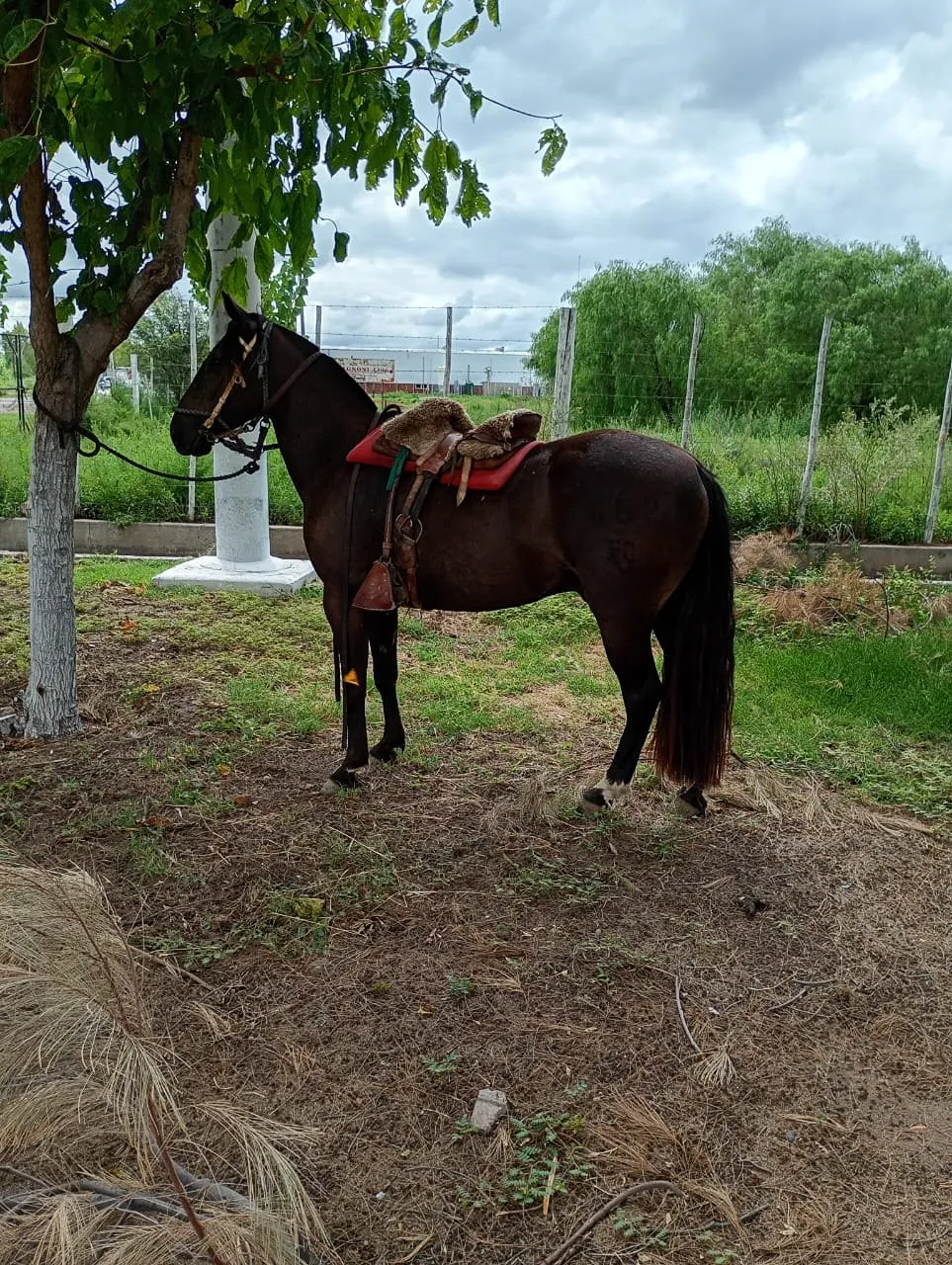 Cruz diablo El Así Nomas  - Imagen 2