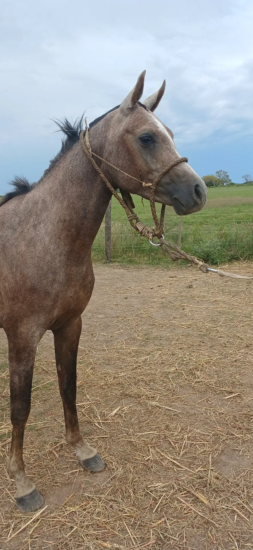 HCP Jorah - Imagen 2