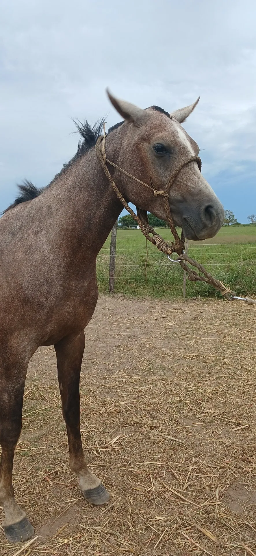 HCP Jorah - Imagen 3