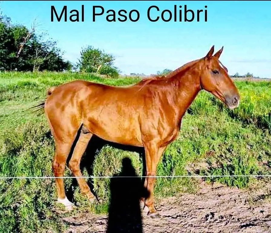 MP Colibri
