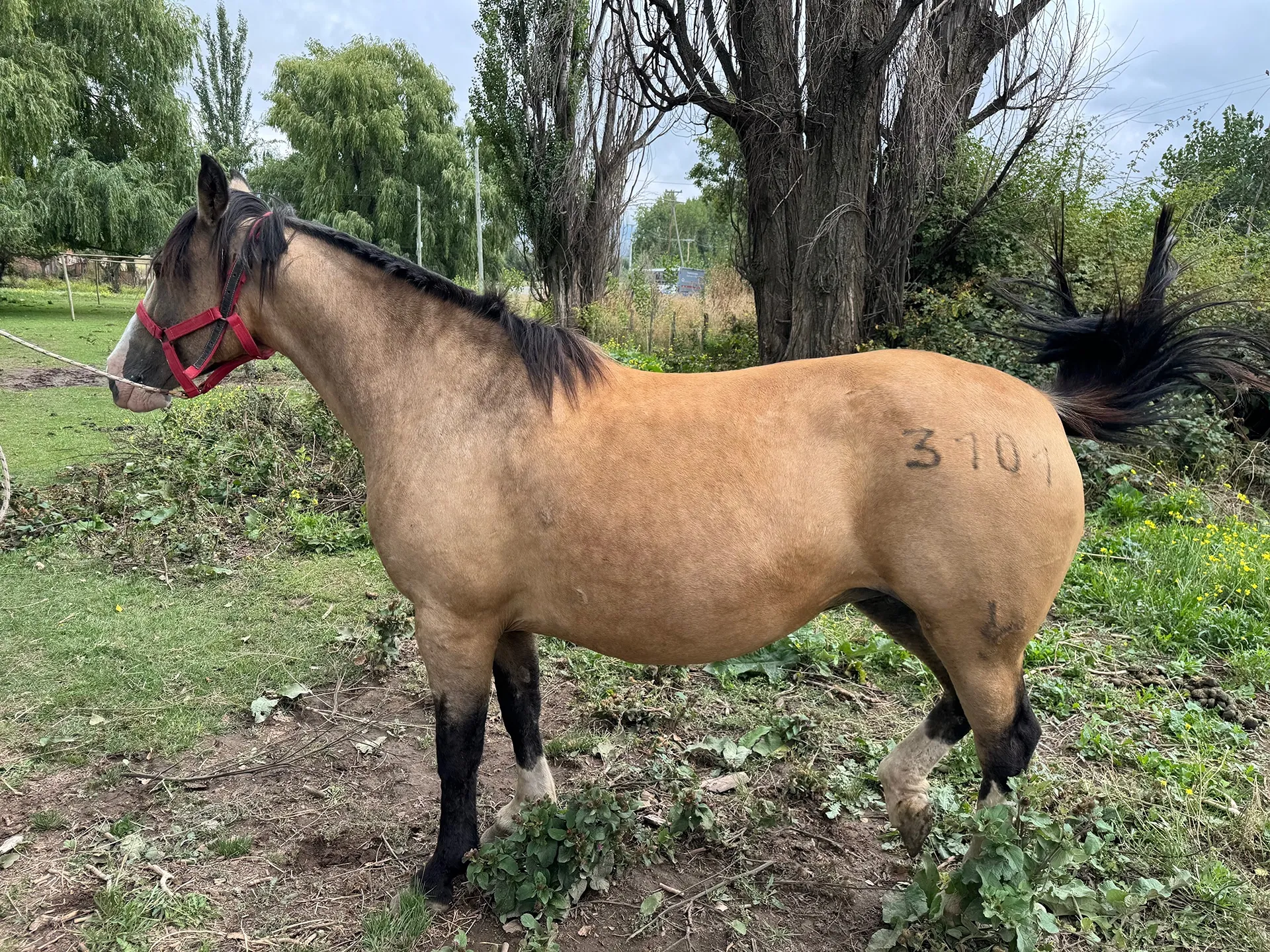 Charque Vela (Ballester) - Imagen 2