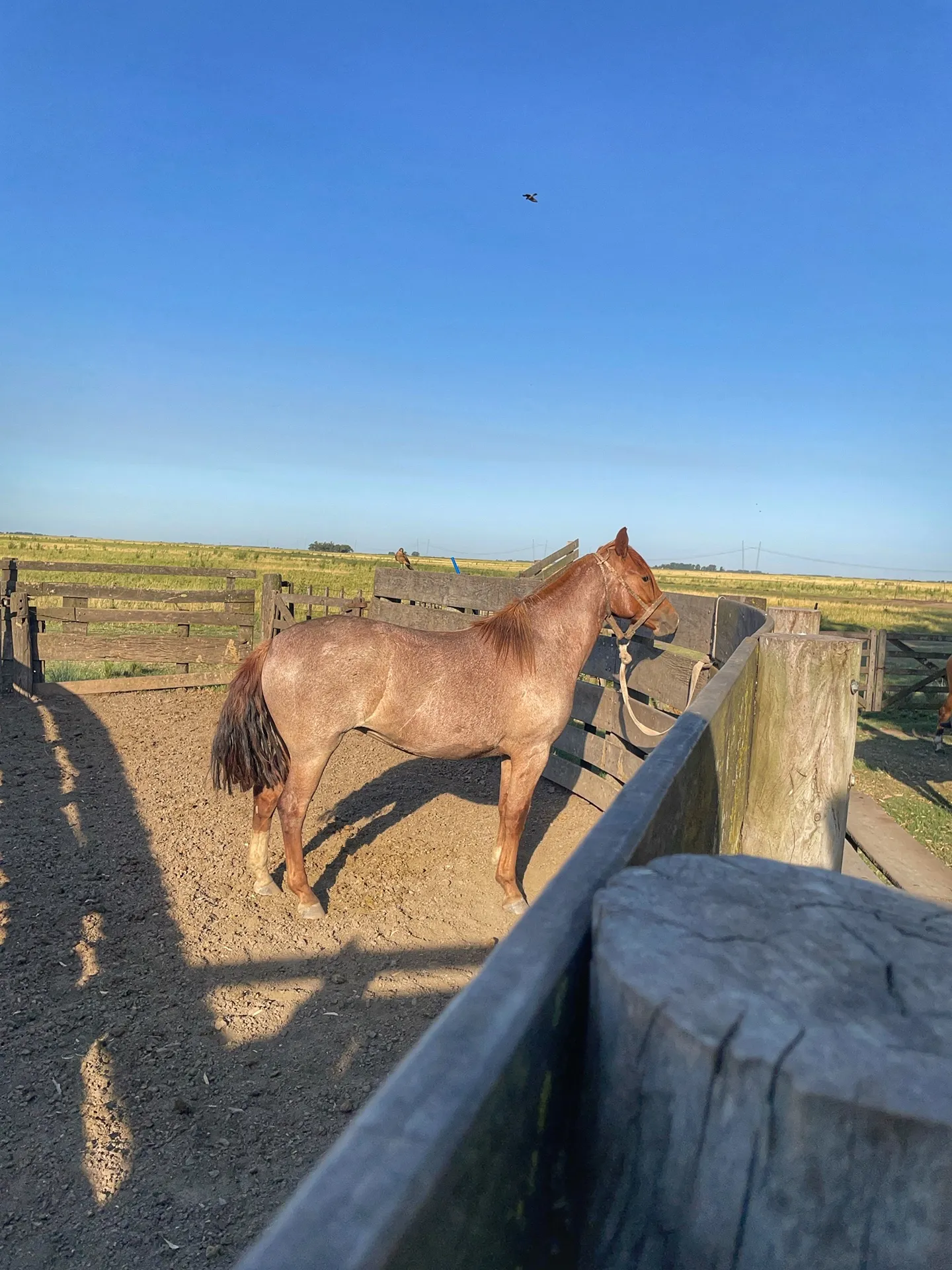 Gran Hachete Murga - Imagen 2