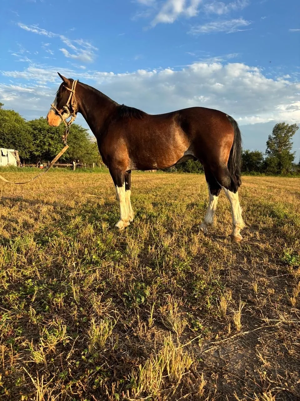 Paso Hondo Buho - Imagen 2