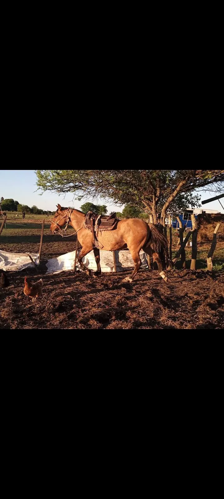 Pronto Carbure - Imagen 2