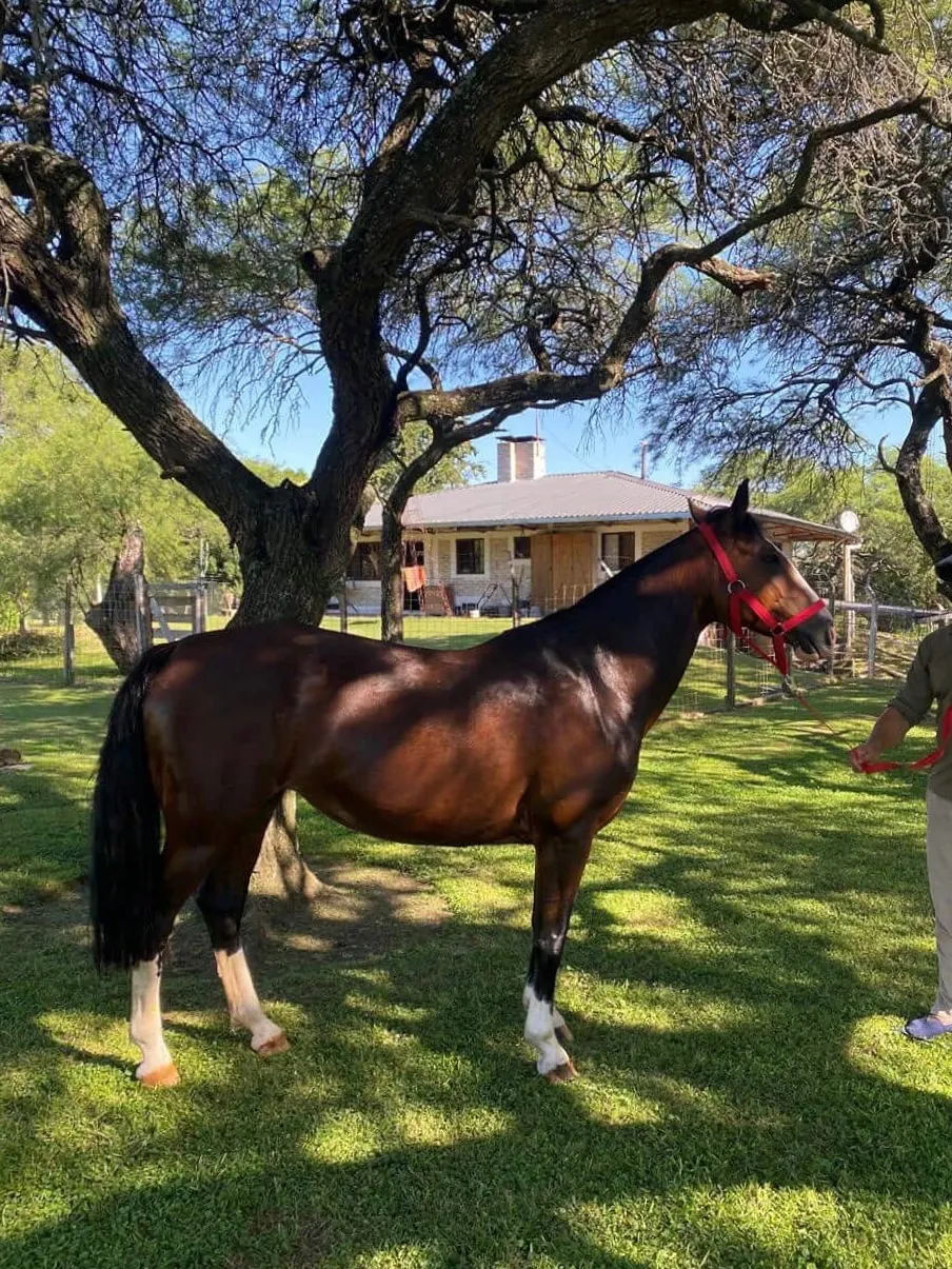 Yvyra Forastera - Imagen 2