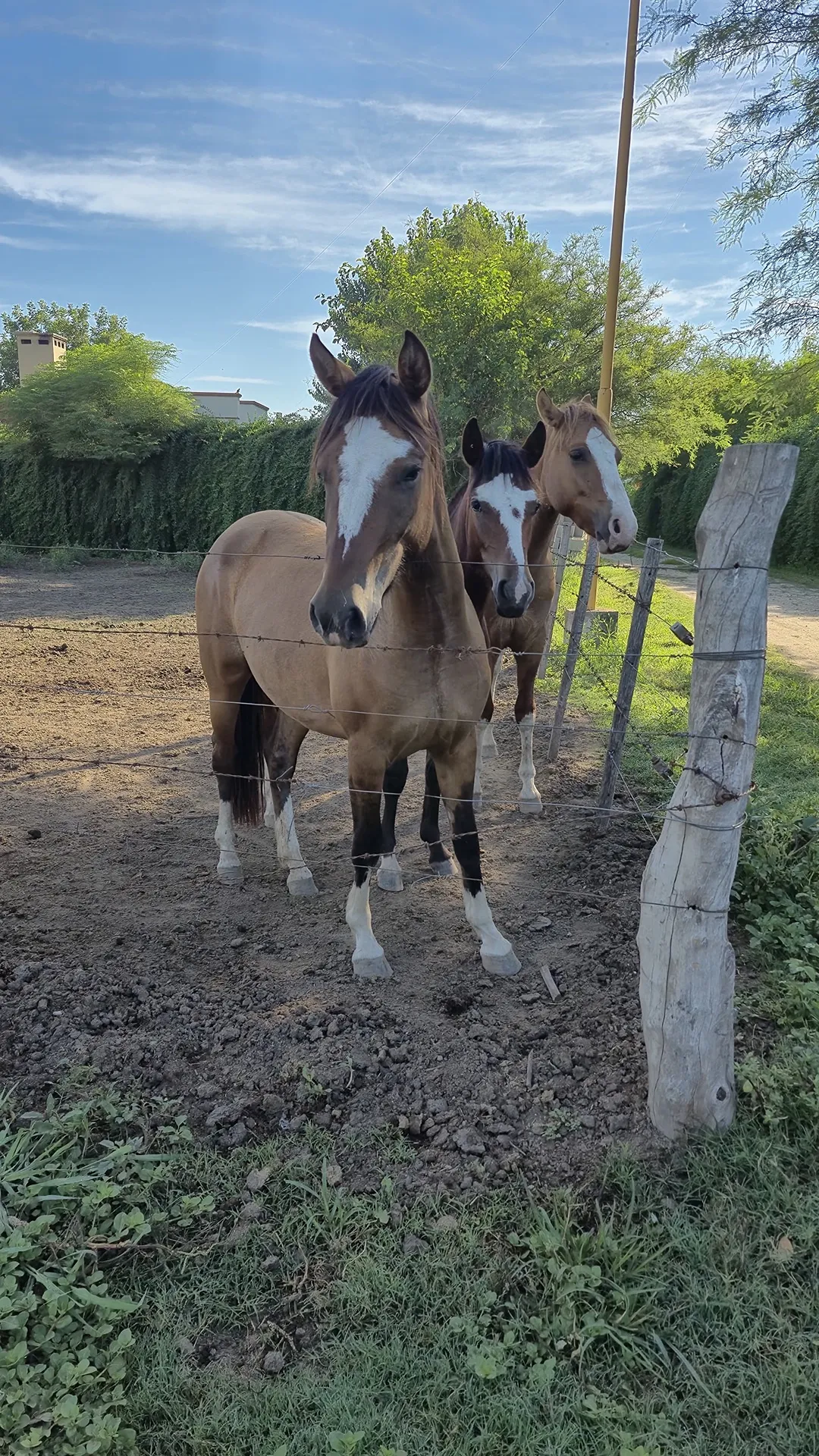 De las Brujas Zafira - Imagen 2