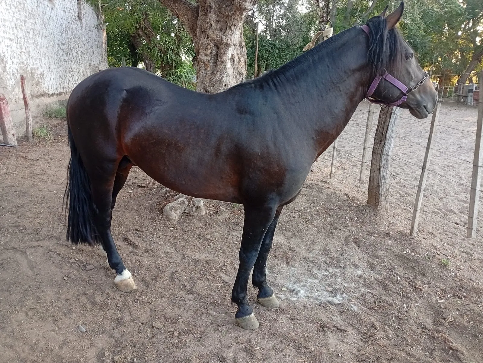 Jarrillal Cachuso - Imagen 2