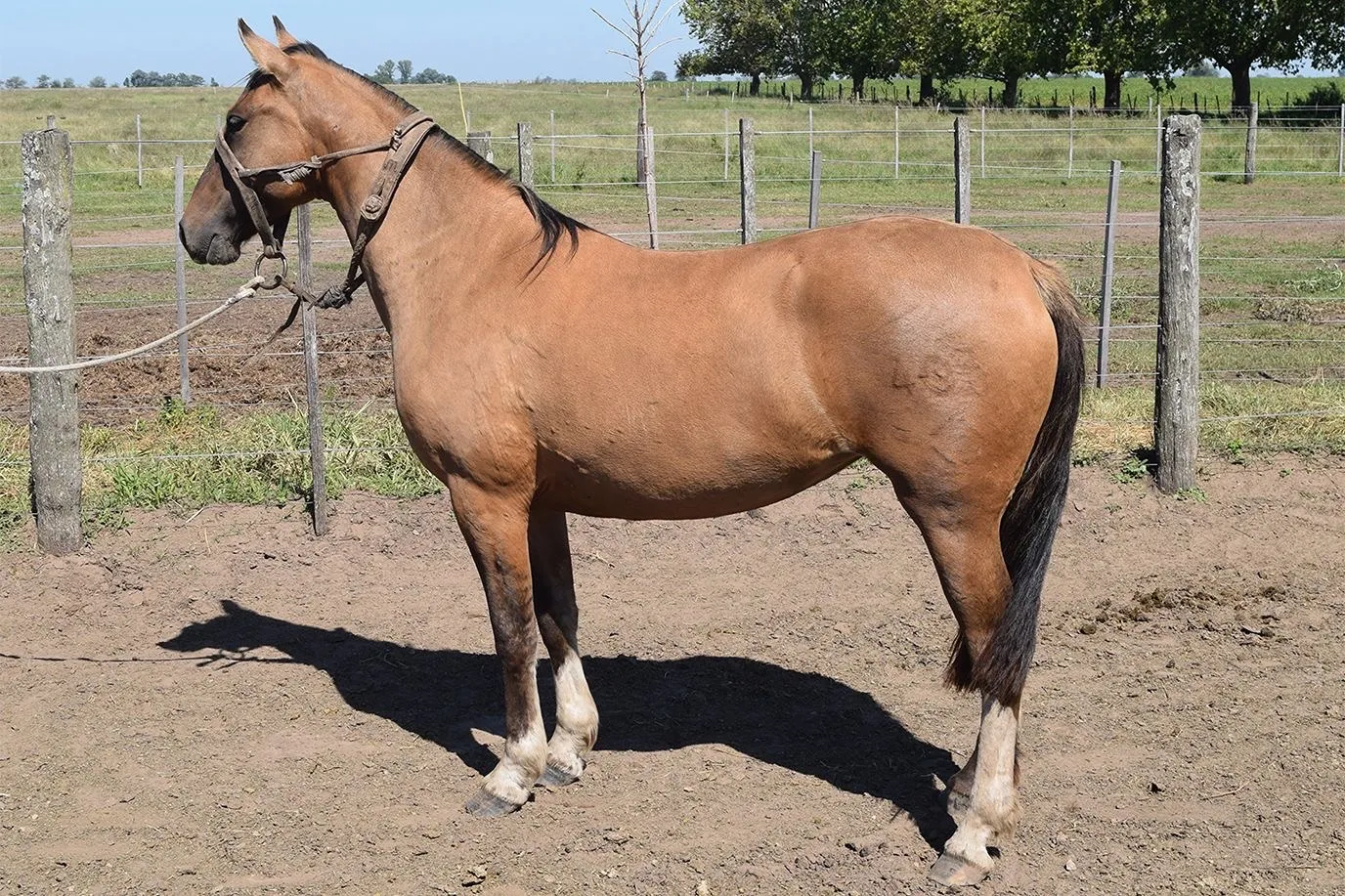 Picara Pimienta - Imagen 2