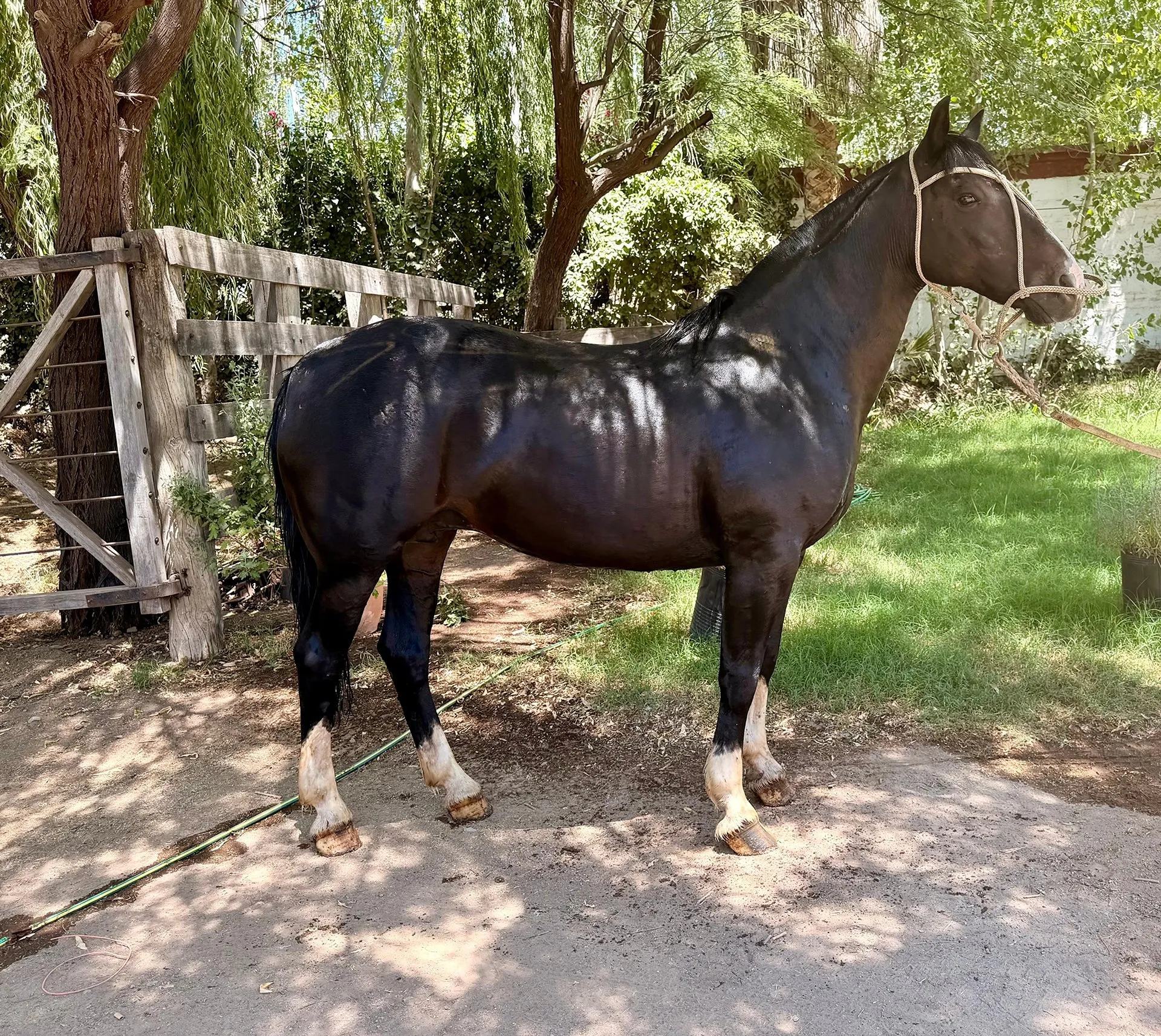 Contrafuego chirigua 