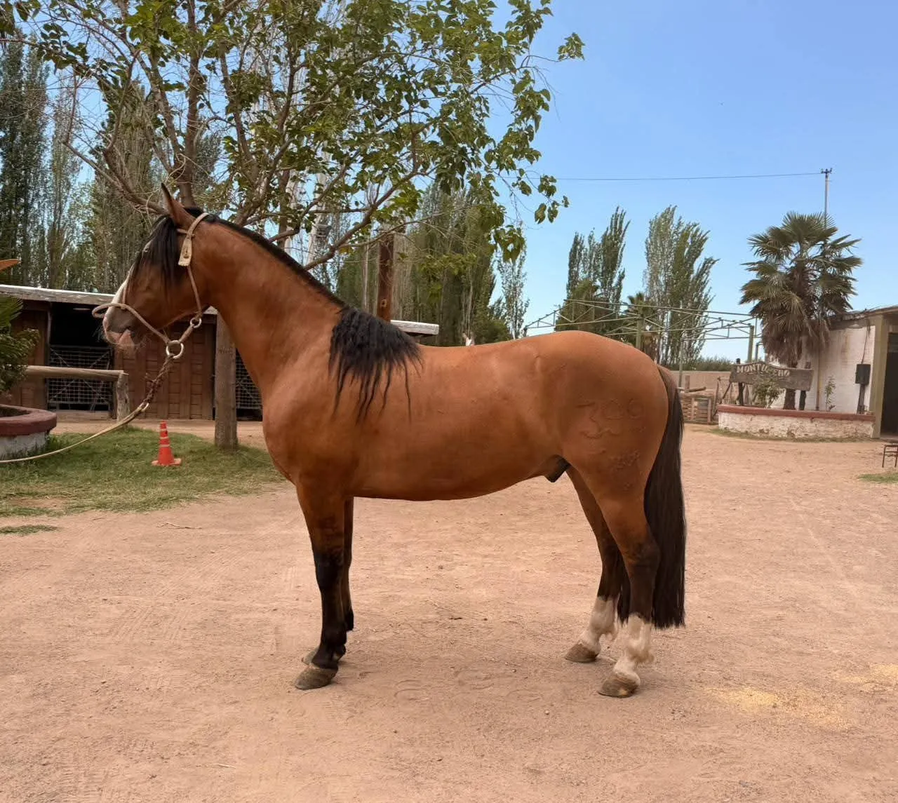 ENTRERRIANO EL RÁPIDO 