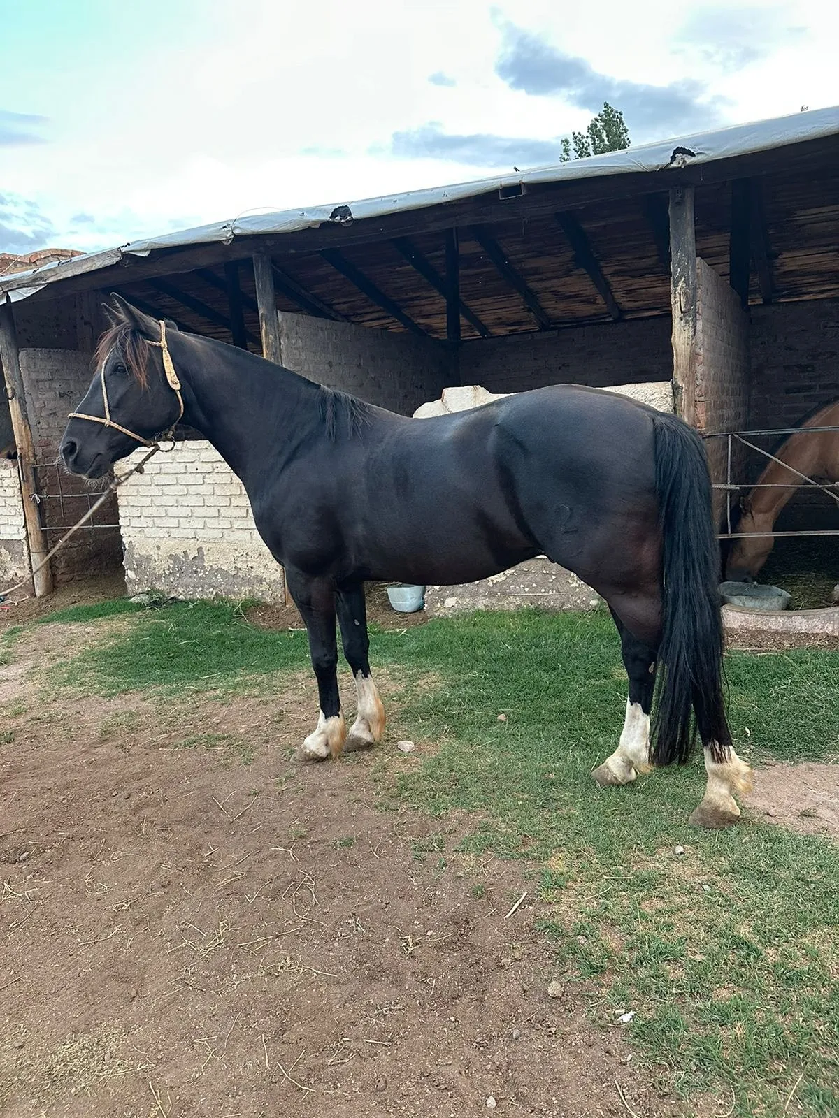 BODEGUERO EL CAPRICHO 