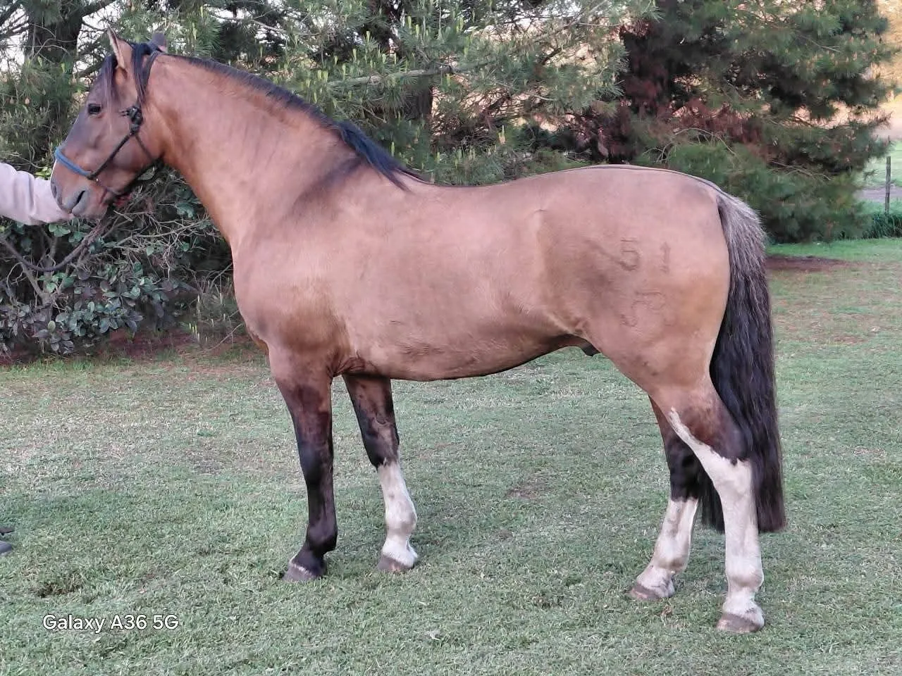 DEL JUNCAL SEPULTURERO 