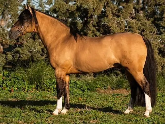 CHURRINCHE DON ANTONIO 99