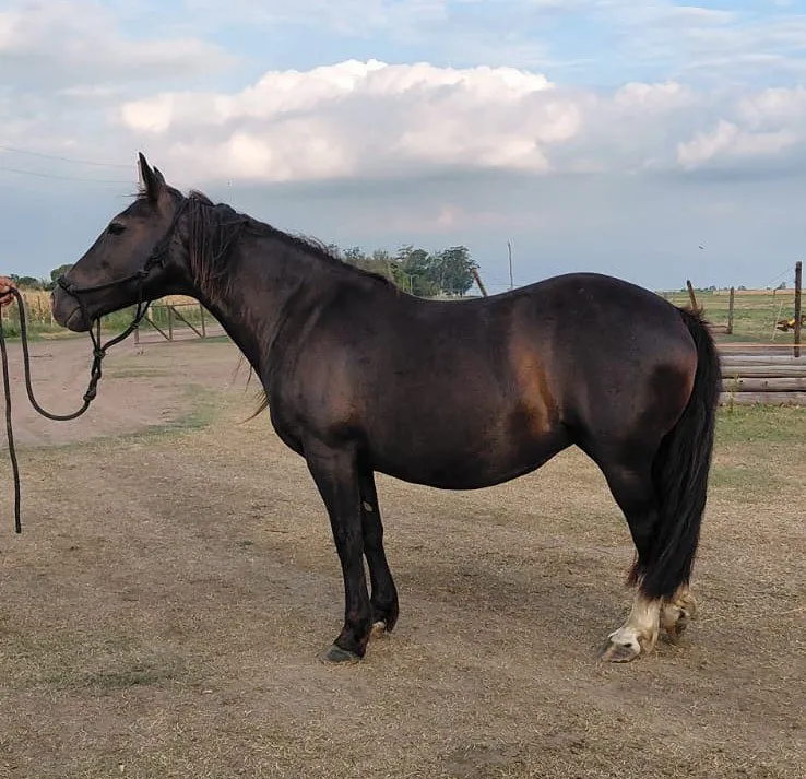 CARA CARA AÑA INDIA