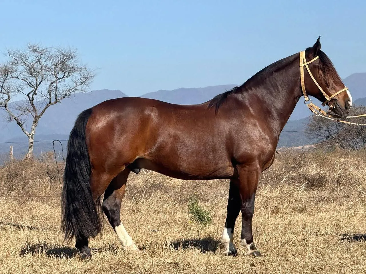 LAMISERICORDIA IRINEO 