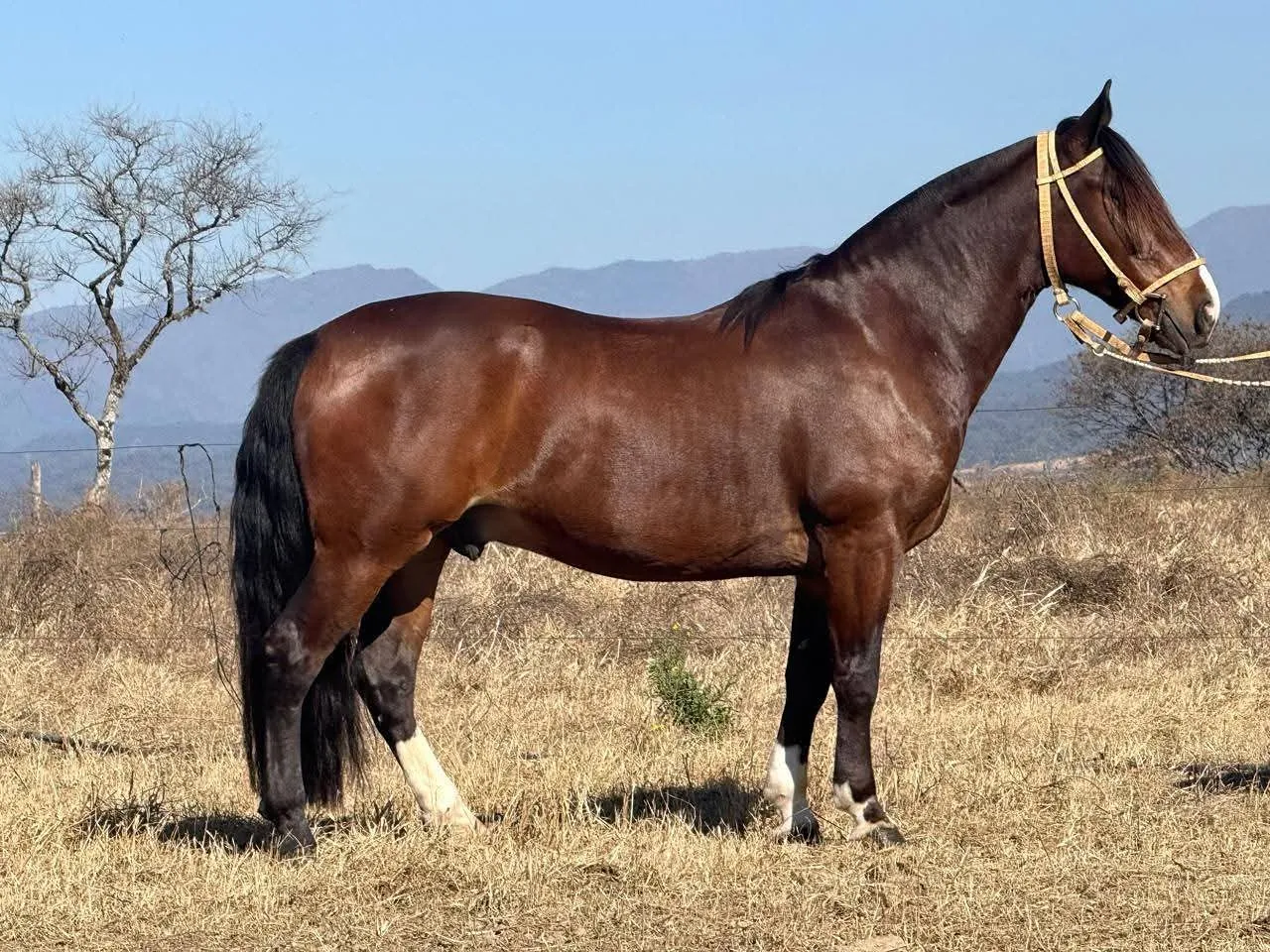 LAMISERICORDIA IRINEO  - Imagen 2