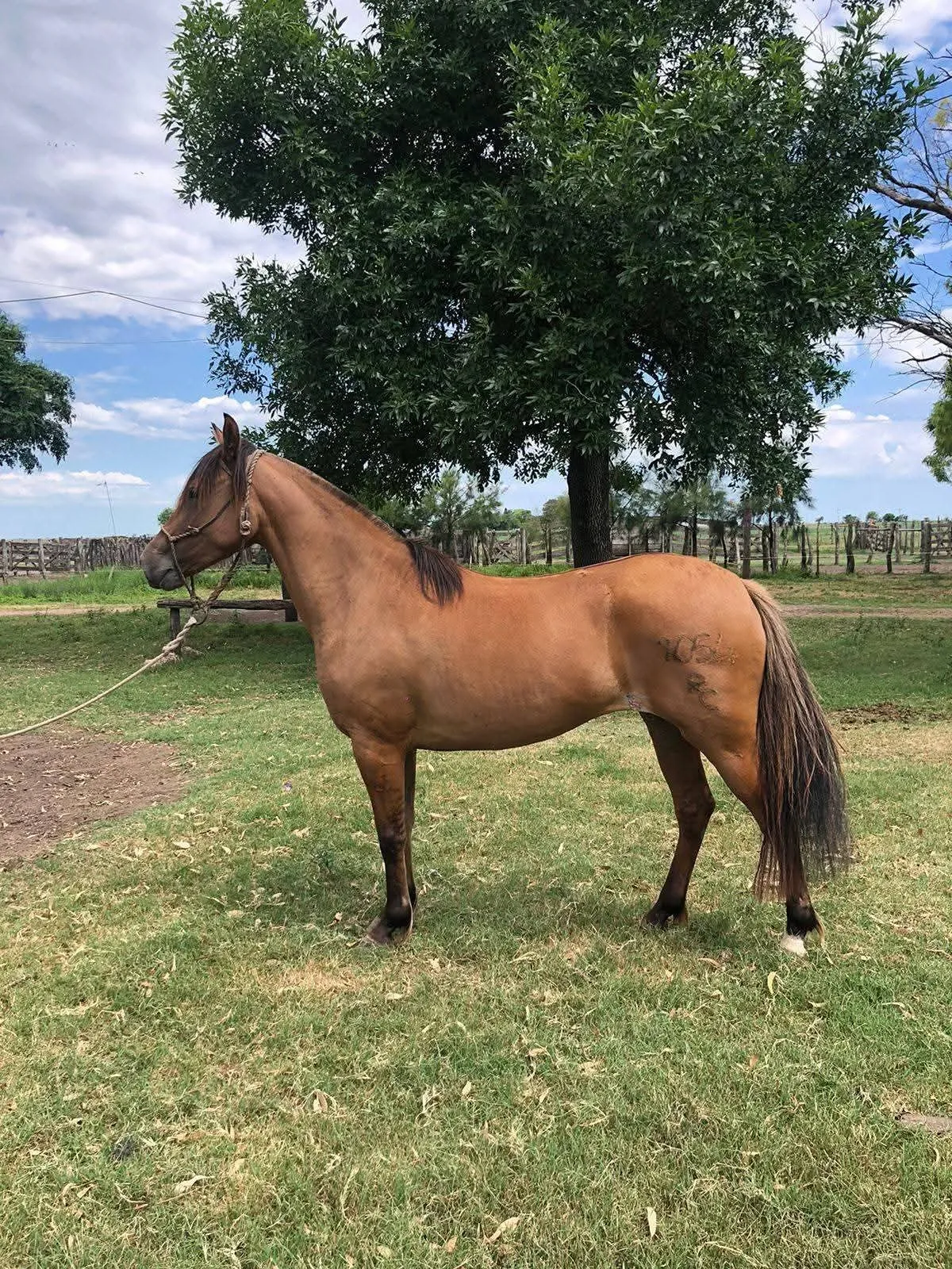 Guay Republicana  - Imagen 2