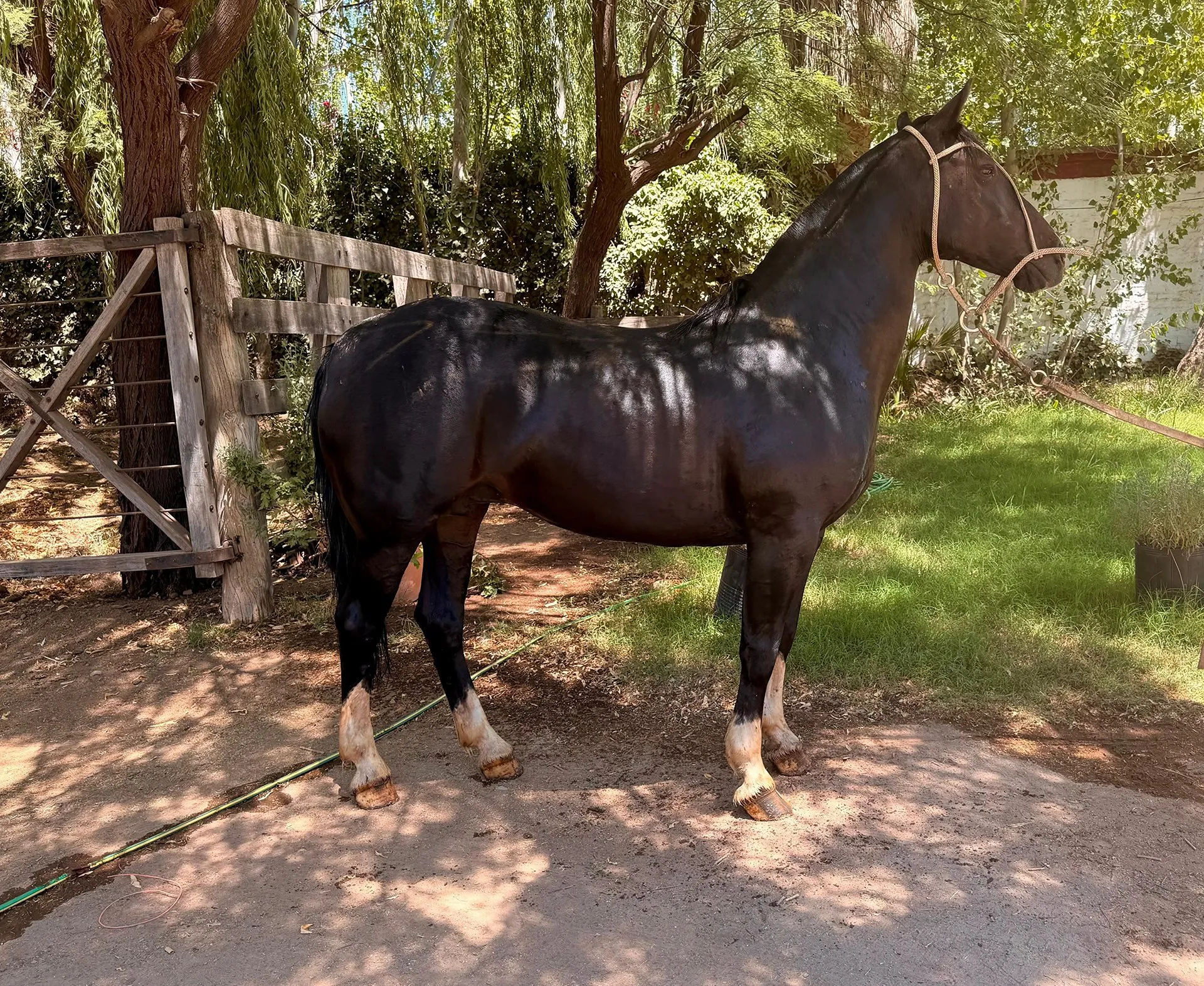 Contrafuego chirigua - Imagen 2