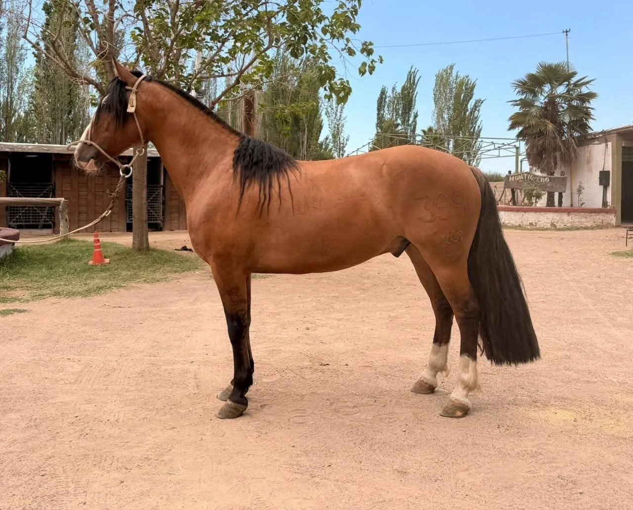 ENTRERRIANO EL RÁPIDO  - Imagen 2