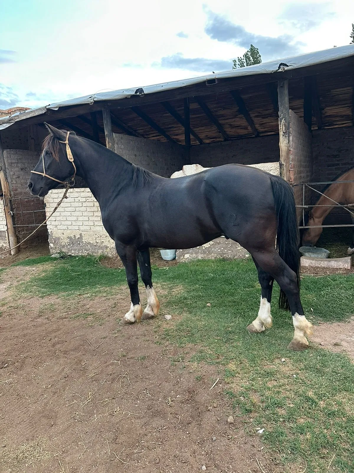 BODEGUERO EL CAPRICHO  - Imagen 2