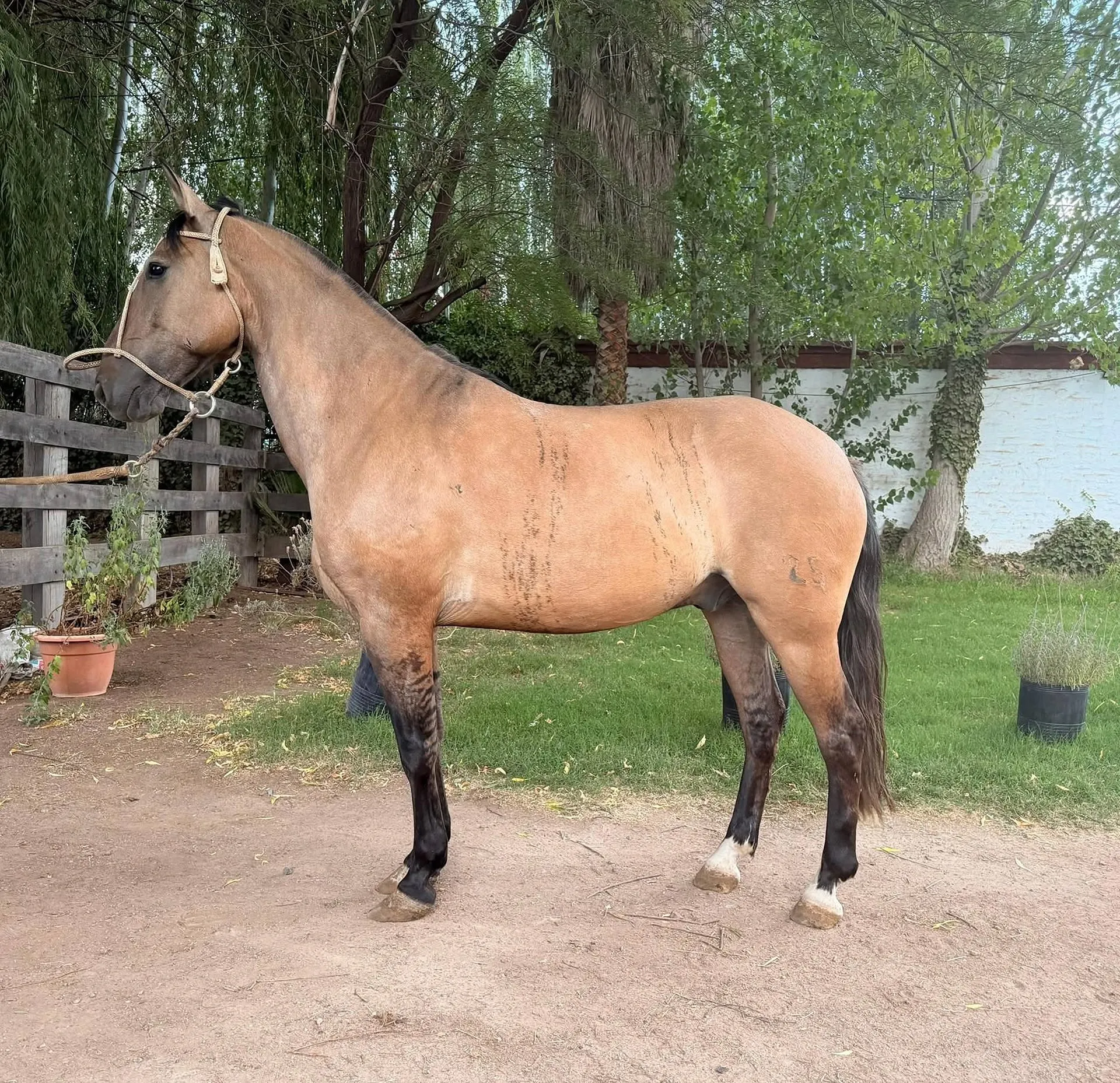 MALÓN EL LÍDER  - Imagen 2