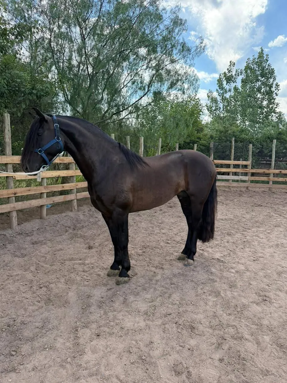 GUALTA ACERO  - Imagen 2