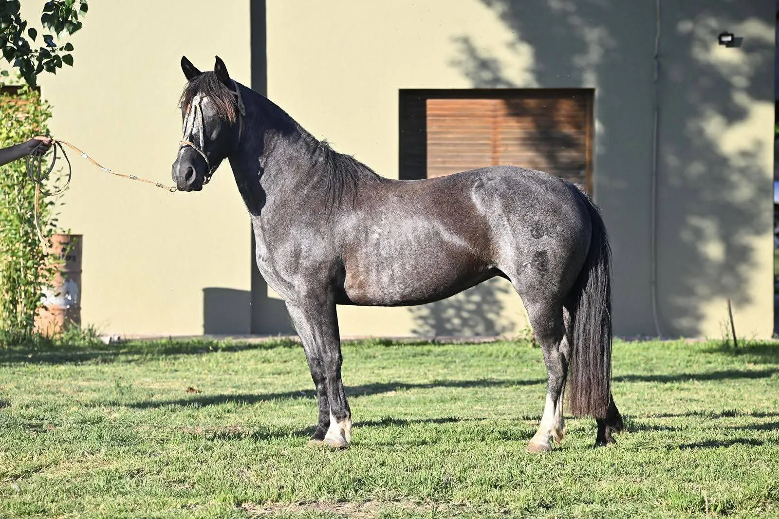 ALJOSOAY VIGOROSA - Imagen 2