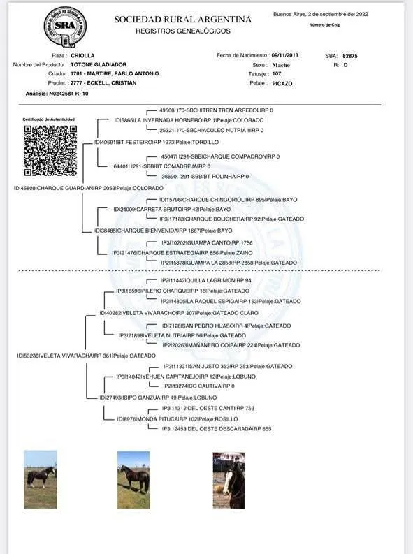 TOTONE GLADIADOR  - Imagen 10