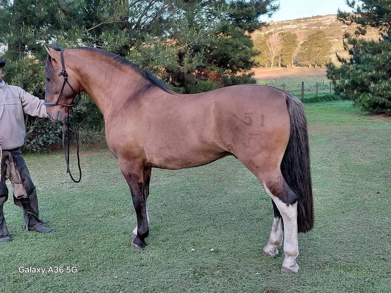 DEL JUNCAL SEPULTURERO  - Imagen 2