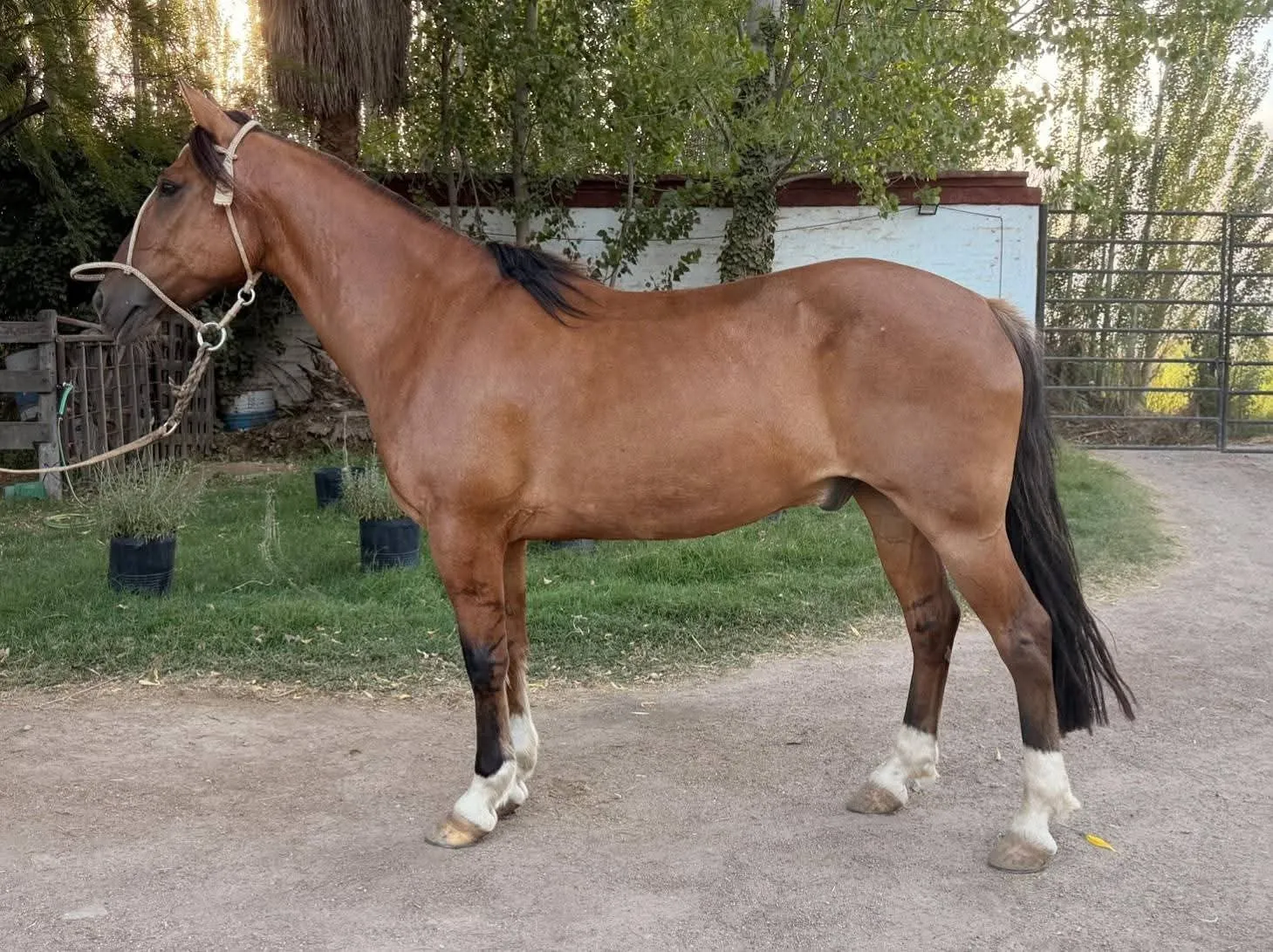 CIENEGUERO PERDIDO - Imagen 2