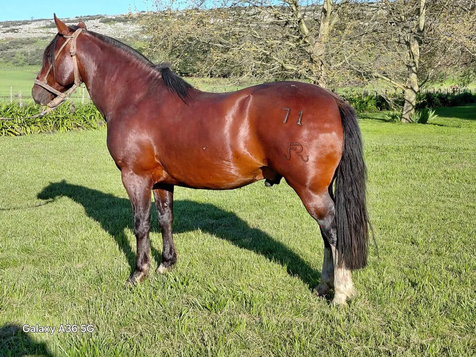 DEL JUNCAL LANCERO - Imagen 2