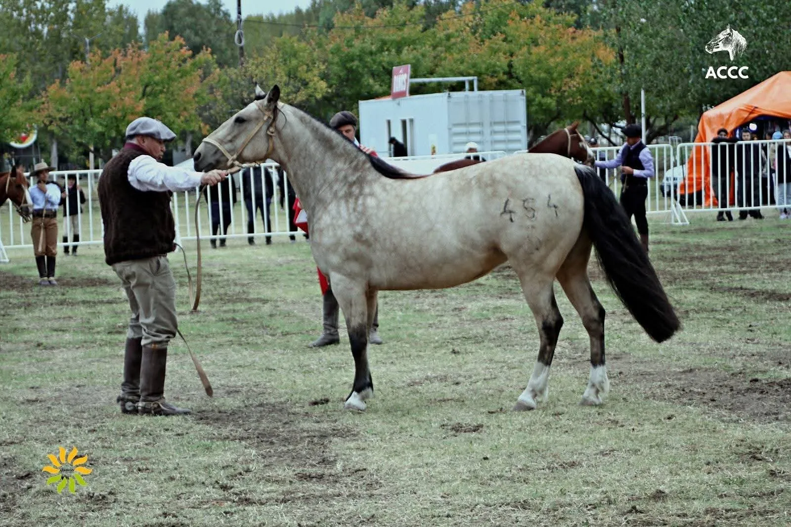 PINGAZA LA VATEA - Imagen 2