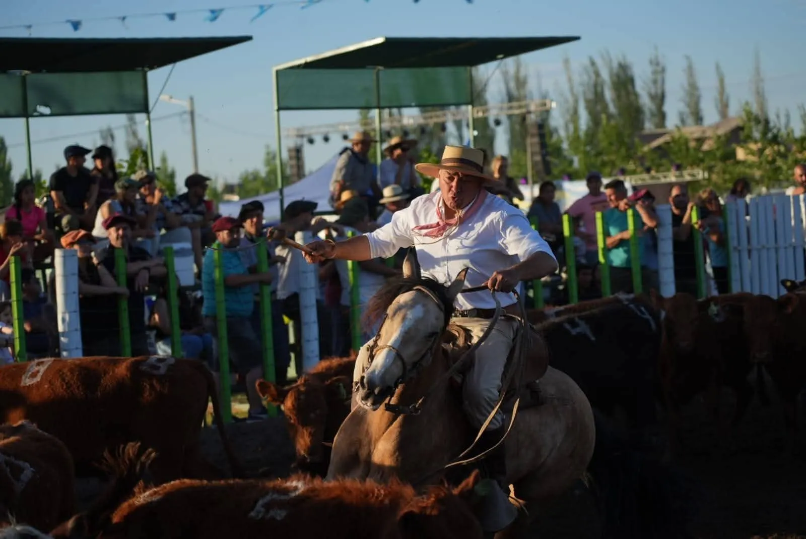 PINGAZA LA VATEA - Imagen 8