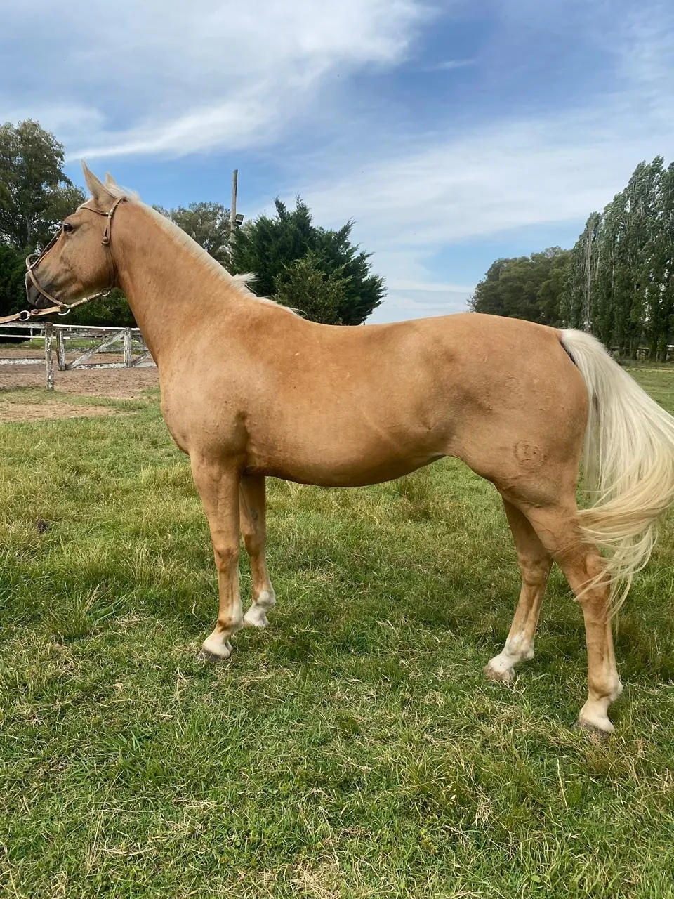 LA BRAVA HUELLA BLANCA 