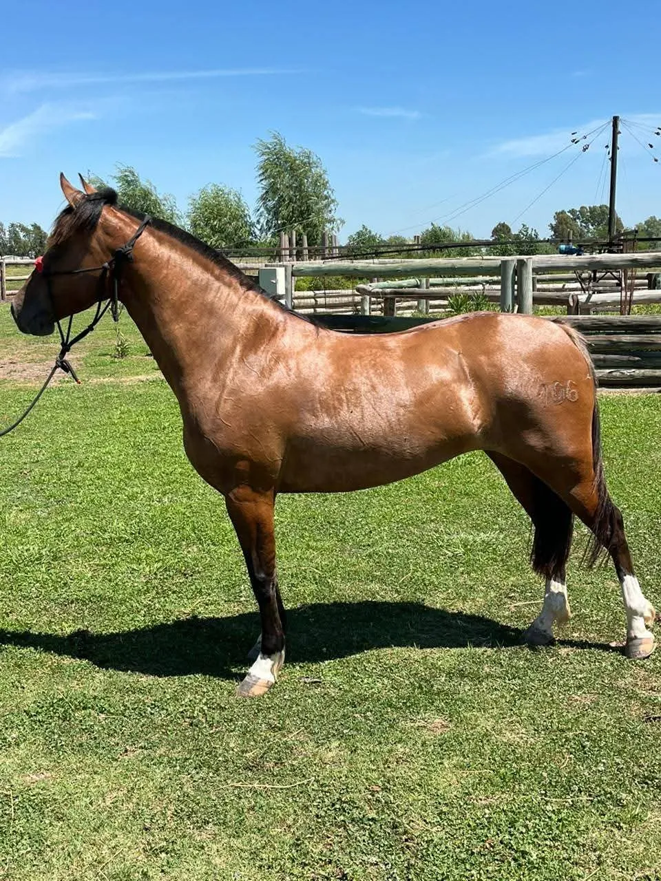 DEL SETENTA JACINTA - Imagen 2