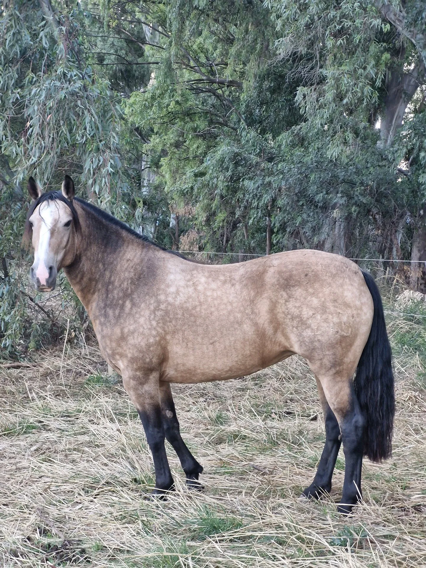 MALPINTADO COTORRA  - Imagen 2