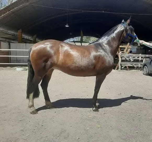 MAÑANERO FULANITA - Imagen 2