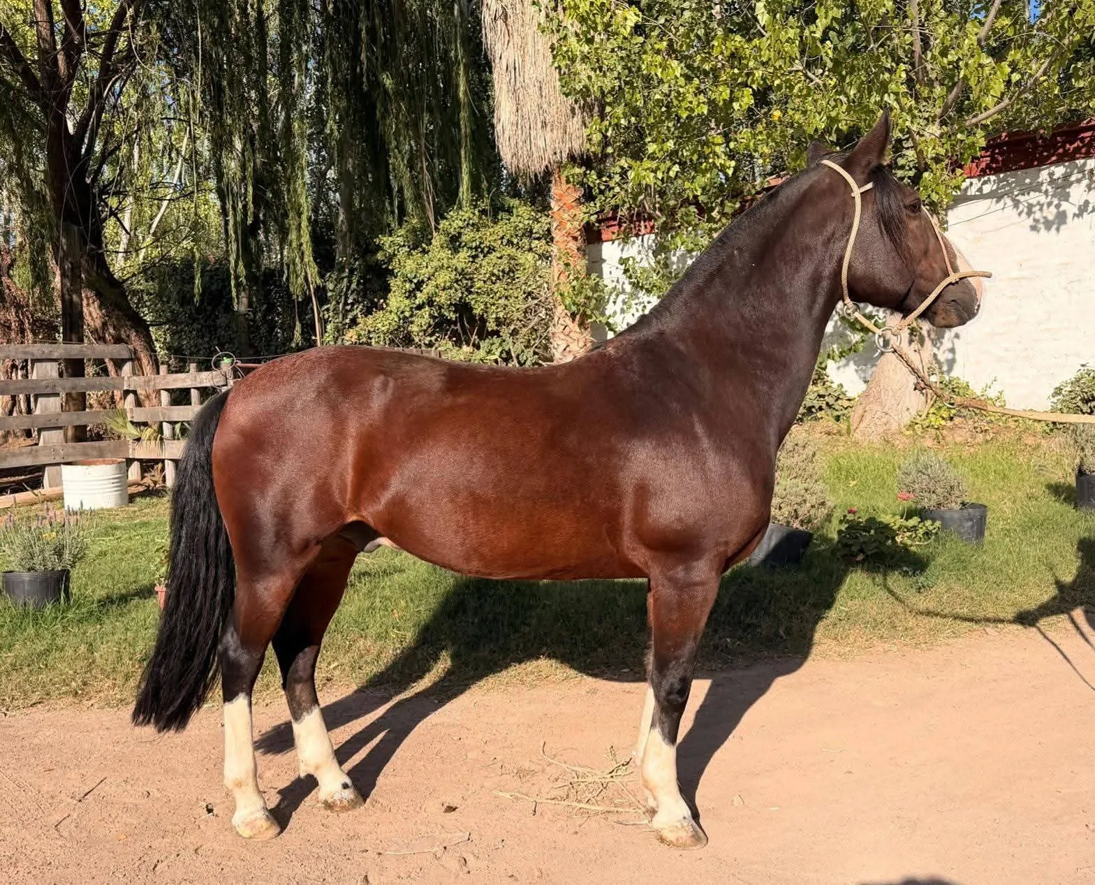 INCAYUYO VAMPIRO  - Imagen 2